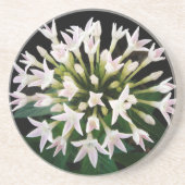 White Pentas Untersetzer (Vorne)