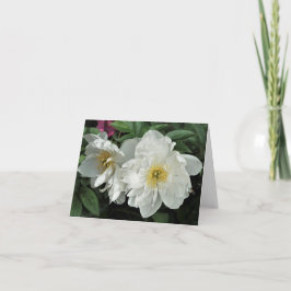 White Peonies