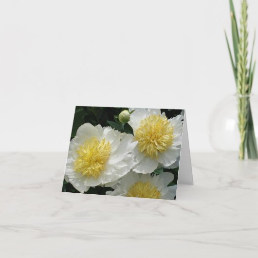 White Peonies (Vorderseite)