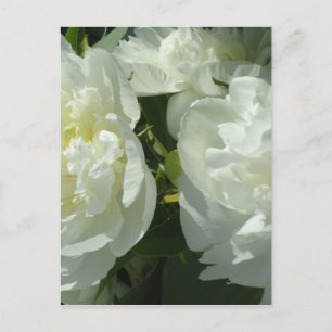 White Peonies Postkarte
