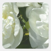 White Peonies Quadratischer Aufkleber (Vorderseite)