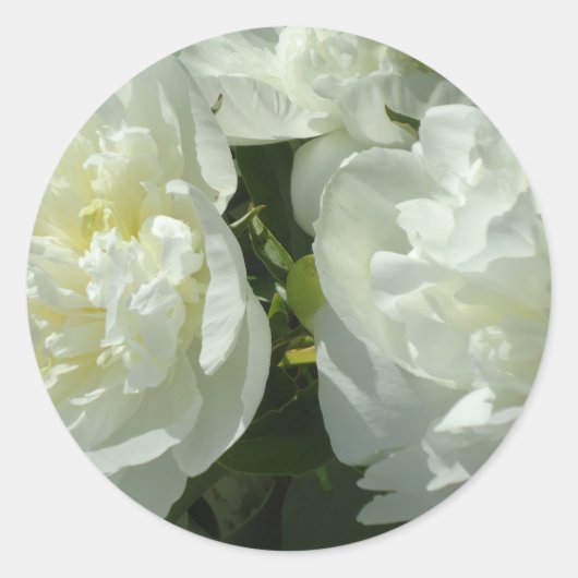 White Peonies Runder Aufkleber (Vorderseite)