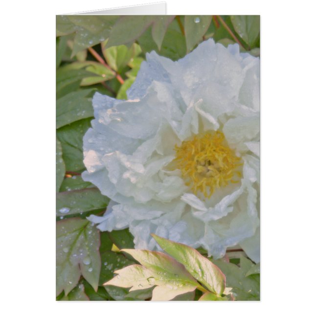 WHITE PEONY (Vorne)