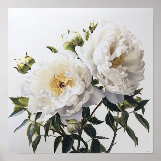 White Peony Blume Art Print Poster (Vorne)
