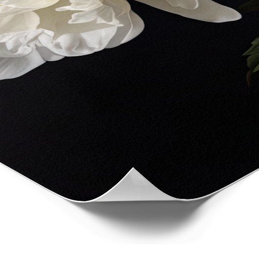 White Peony Blume Art Print Poster (Ecke)