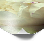 White Peony Blume in Bloom Nah bis 8x8 Fotodruck (Ecke)