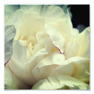 White Peony Blume in Bloom Nah bis 8x8 Fotodruck