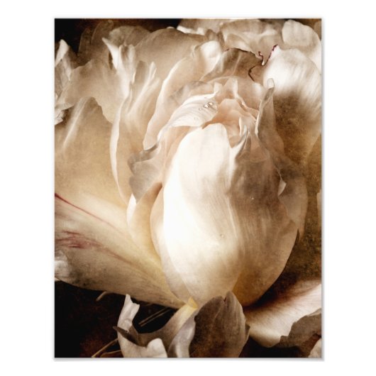 White Peony Blume Sepia Schwarzer Hintergrund Fotodruck (Vorne)