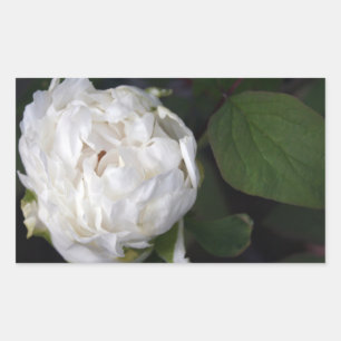 White Peony - Blumenfotografie - Rechteckiger Aufkleber