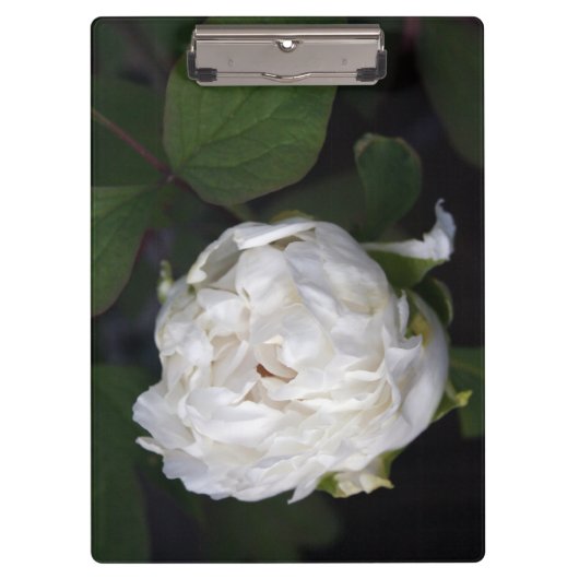 White Peony Floral Fotoboard Klemmbrett (Vorderseite)