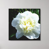 White Peony Leinwanddruck (Vorderseite)