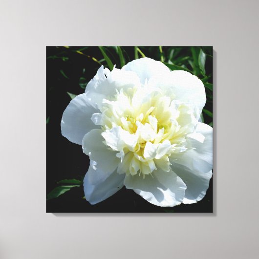 White Peony Leinwanddruck (Vorderseite)