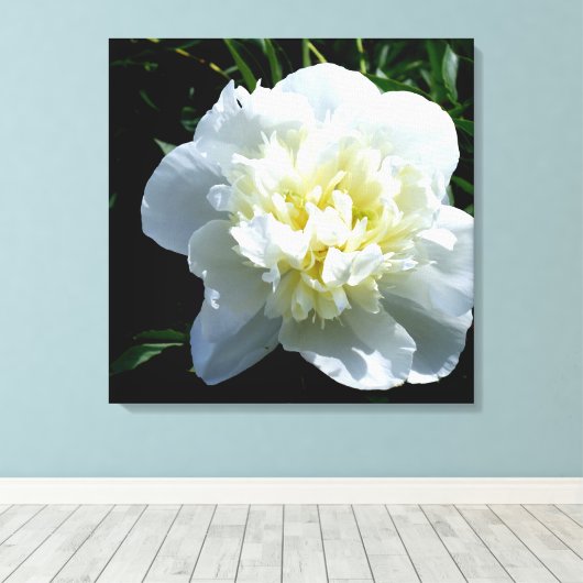 White Peony Leinwanddruck (Insitu (Holzboden))