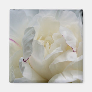 White Peony Nah Up Blume Foto Magnet