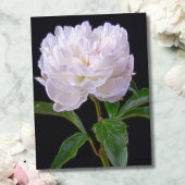 White Peony on Black Background Postcard Postkarte
