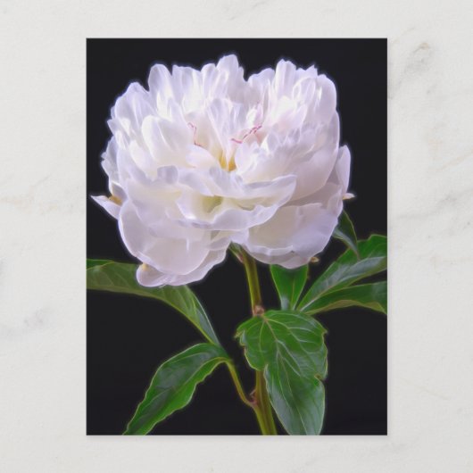 White Peony on Black Background Postcard Postkarte (Vorderseite)