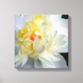 White Peony on Leinwand (Vorderseite)