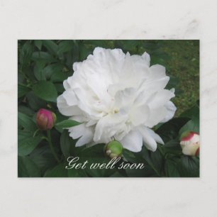 White Peony Postcard Postkarte