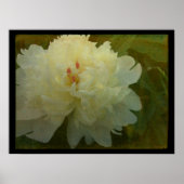White Peony Poster (Vorne)