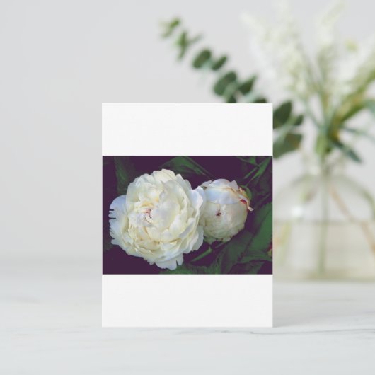 White Peony Postkarte (Stehend Vorderseite)