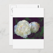 White Peony Postkarte (Vorne/Hinten)