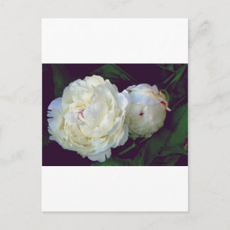 White Peony Postkarte