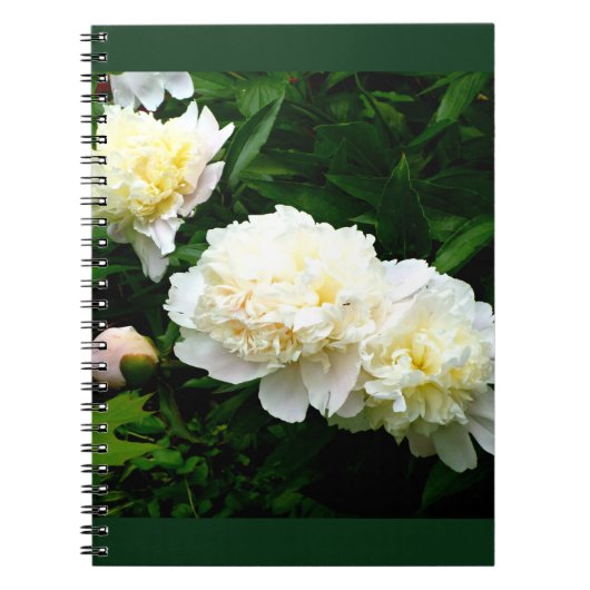 White Peony Trio Notizblock (Vorderseite)