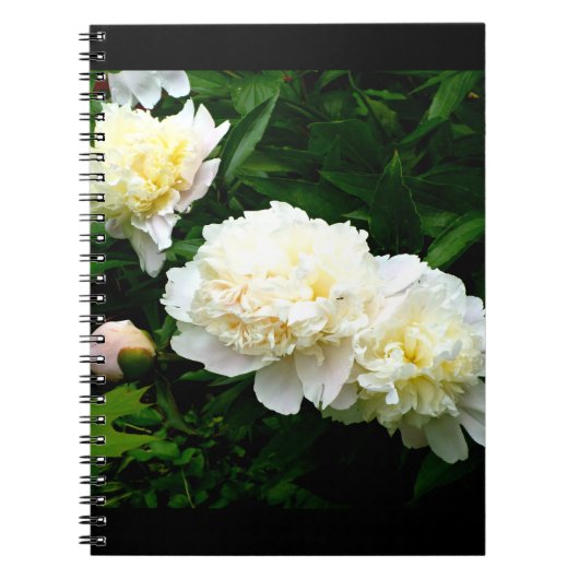 White Peony Trio Notizblock (Vorderseite)