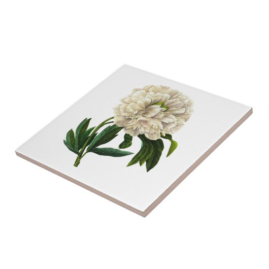 White Peony von Pierre Joseph Redoute Fliese (Seite)