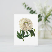 White Peony von Pierre Joseph Redoute Postkarte (Stehend Vorderseite)