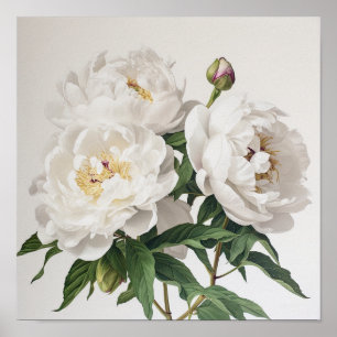 White Peonys Blume Art Print Poster