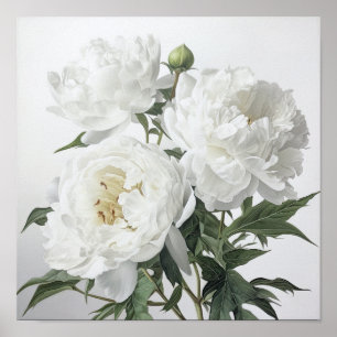 White Peonys Blume Art Print Poster