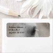 White Percheron Horse Eye Adresse (Insitu)