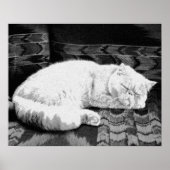 White Persian Sleeping Cat Poster (Vorne)