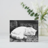 White Persian Sleeping Cat Postkarte (Stehend Vorderseite)