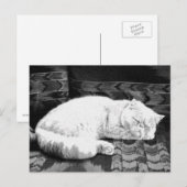 White Persian Sleeping Cat Postkarte (Vorne/Hinten)