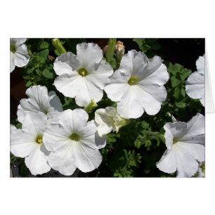 White Petunias