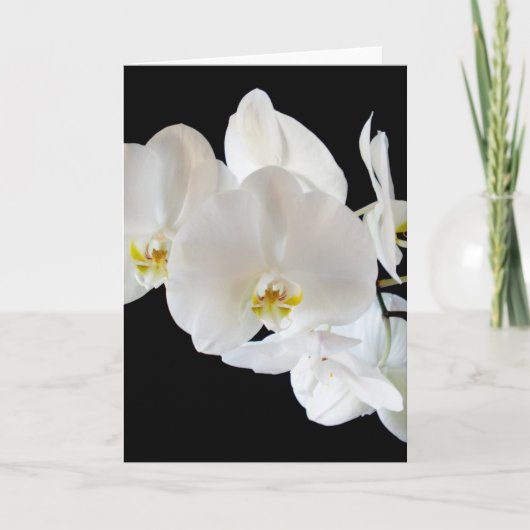 White Phalaenopsis Orchids Karte (Vorderseite)