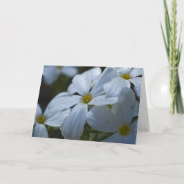 White Phlox Karte