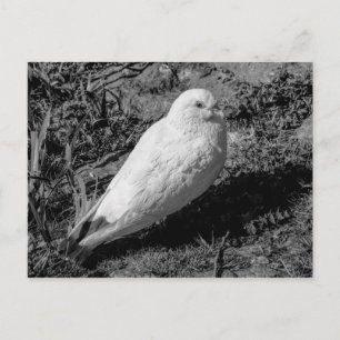White Pigeon v2 Postkarte