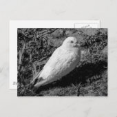White Pigeon v2 Postkarte (Vorne/Hinten)