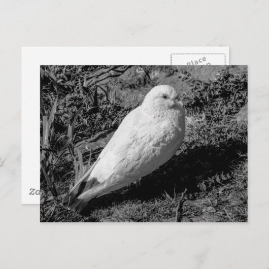 White Pigeon v2 Postkarte (Vorne/Hinten)