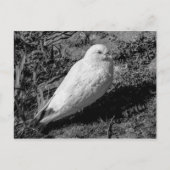 White Pigeon v2 Postkarte (Vorderseite)
