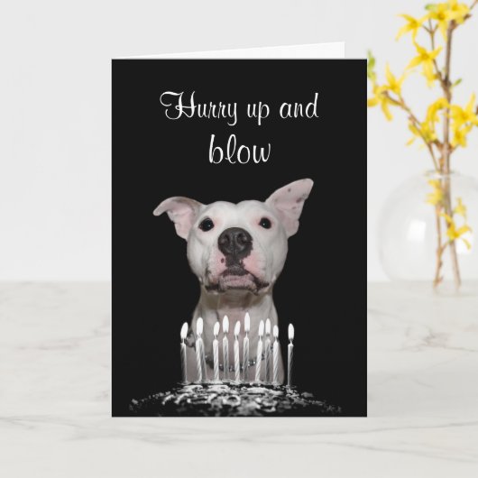 White Pitbull Birthday Karte (Gelbe Blume)