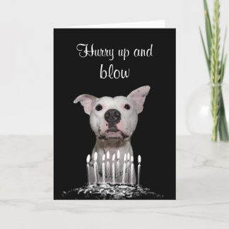 White Pitbull Birthday Karte