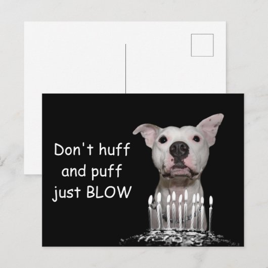 White Pitbull Birthday Postkarte (Vorne/Hinten)