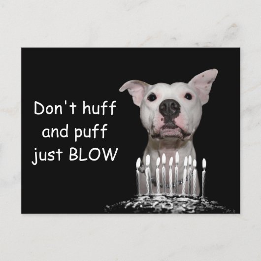 White Pitbull Birthday Postkarte (Vorderseite)