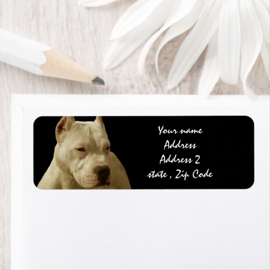 White Pitbull Terrier (Insitu)