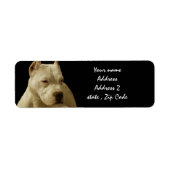 White Pitbull Terrier (Vorne)