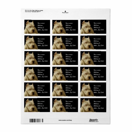 White Pitbull Terrier Adressaufkleber (Vorne)